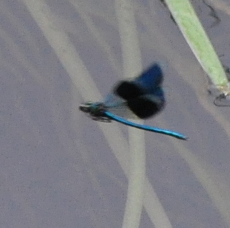 Blaabaandet%20pragtvandnymfe%20%283%29